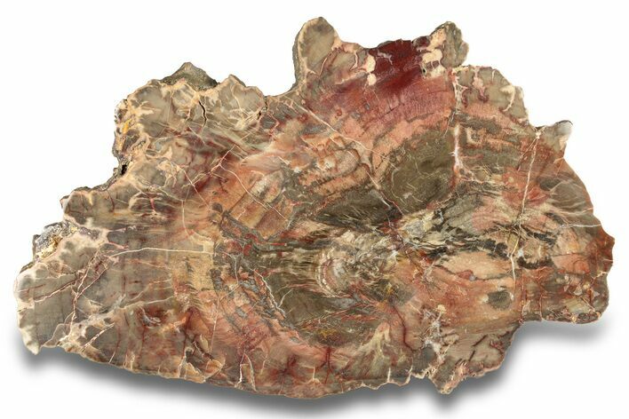 Colorful, Pink Petrified Wood (Araucaria) Round - Arizona #258178